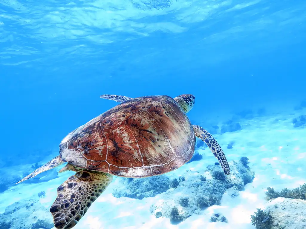 Ocean Spirit Great Barrier Reef Cruise | Snorkel & Dive