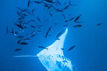 Night Manta Snorkelling Experience