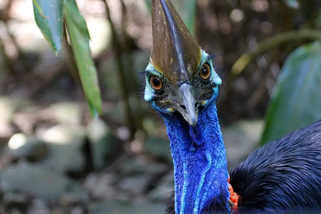 Port Douglas & Mossman Gorge Day Tour