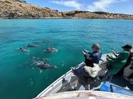Kangaroo Island 75-Minute Ocean Safari