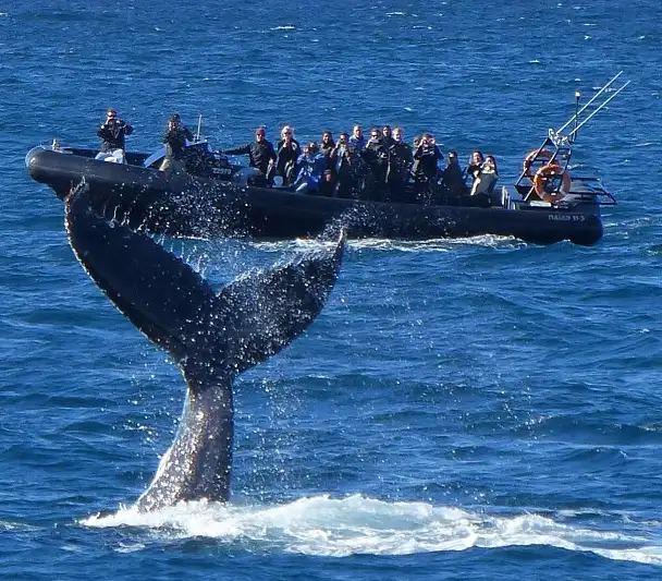 Sydney Whale Watching on Orca | Manly Wharf Departure