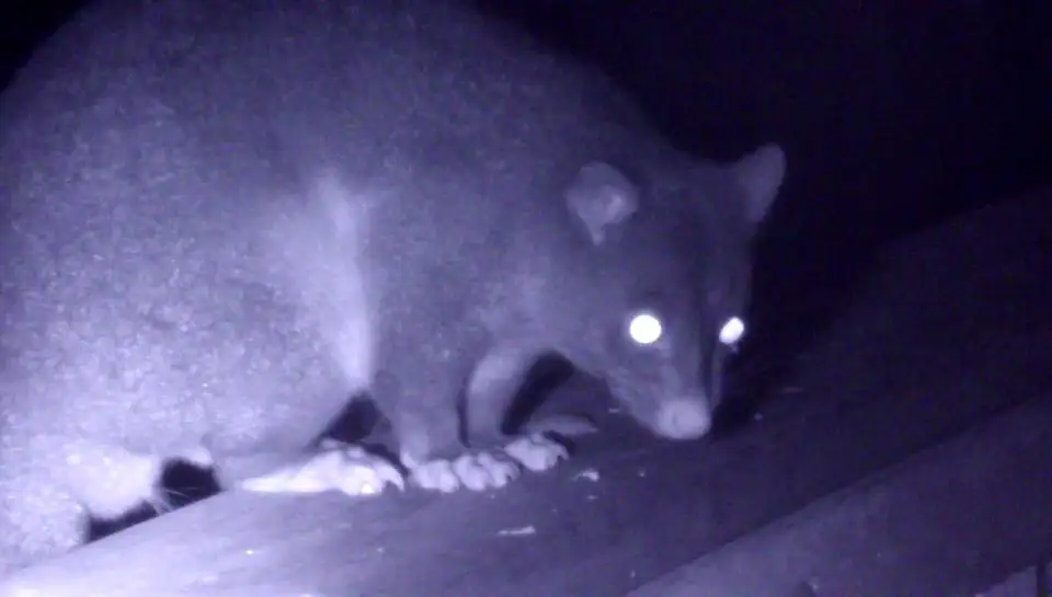 Night Vision Walk Byron Bay