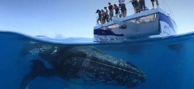 Exclusive Hervey Bay Whale Watching Encounter