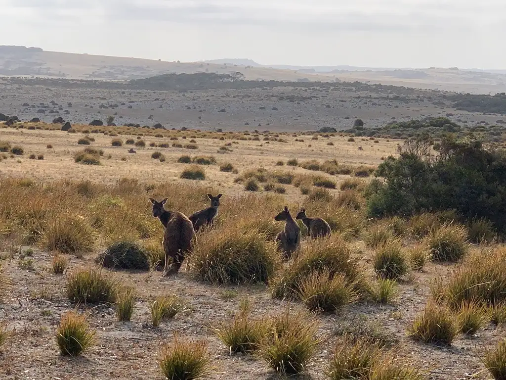 Dudley Peninsula Scenic 4WD Tour - Kangaroo Island