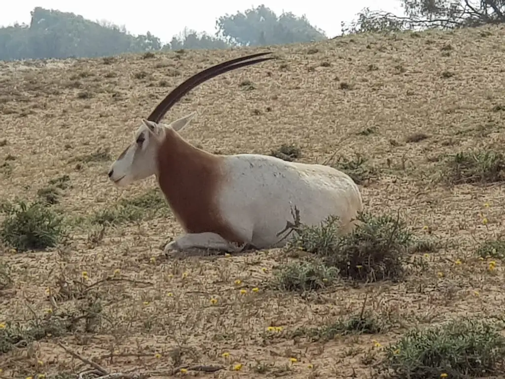 Half Day Souss-Massa National Park Guided Tour