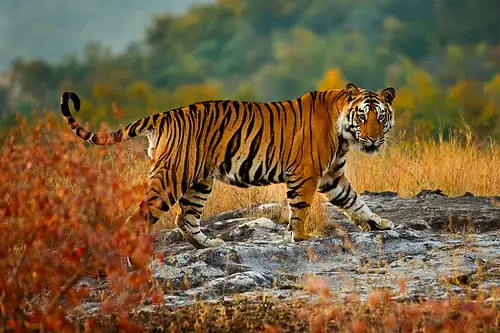 12 Day India Safari: Delhi to Delhi