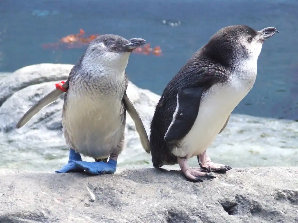 International Antarctic Centre Admission