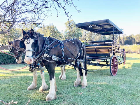 Hunter Valley Horse Carriage Wine Tour with Lunch