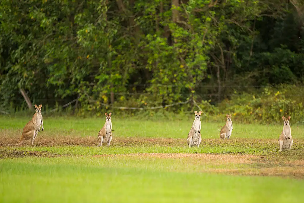 6 Day Top End & Kakadu Explorer from Darwin - Intrepid Travel