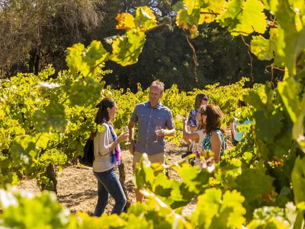 Full Day Wine Country Tour - Napa & Sonoma Valley