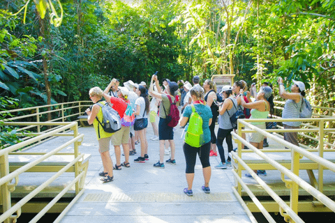 rainforest-walk-national-park