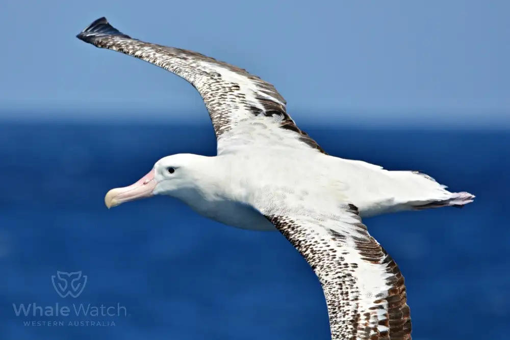Bremer Bay Orca Experience | Bremer Bay Whale Watching