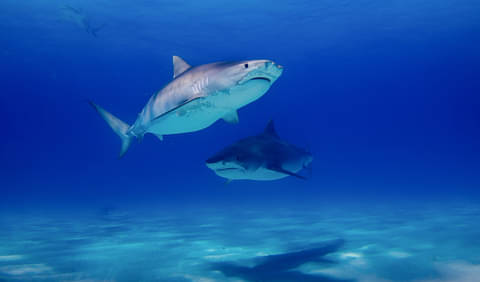 Shark Diving