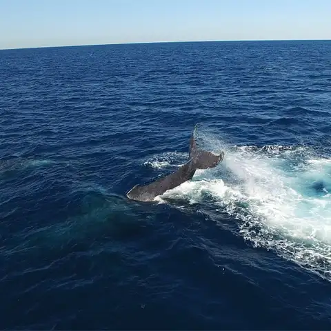 Whale Watch Cruise Gold Coast