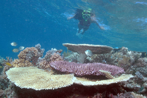 Great Barrier Reef tour promo code