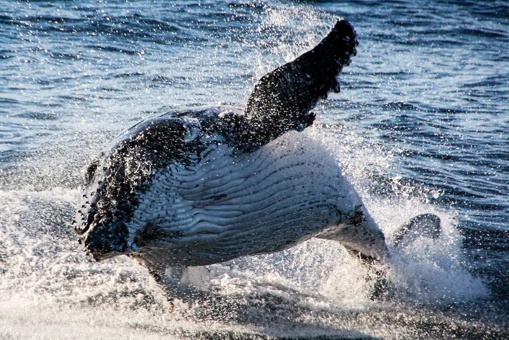 Gold Coast Whale Watching Cruise | Whales in Paradise