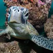 Muiron Island Dive and Snorkel Tour