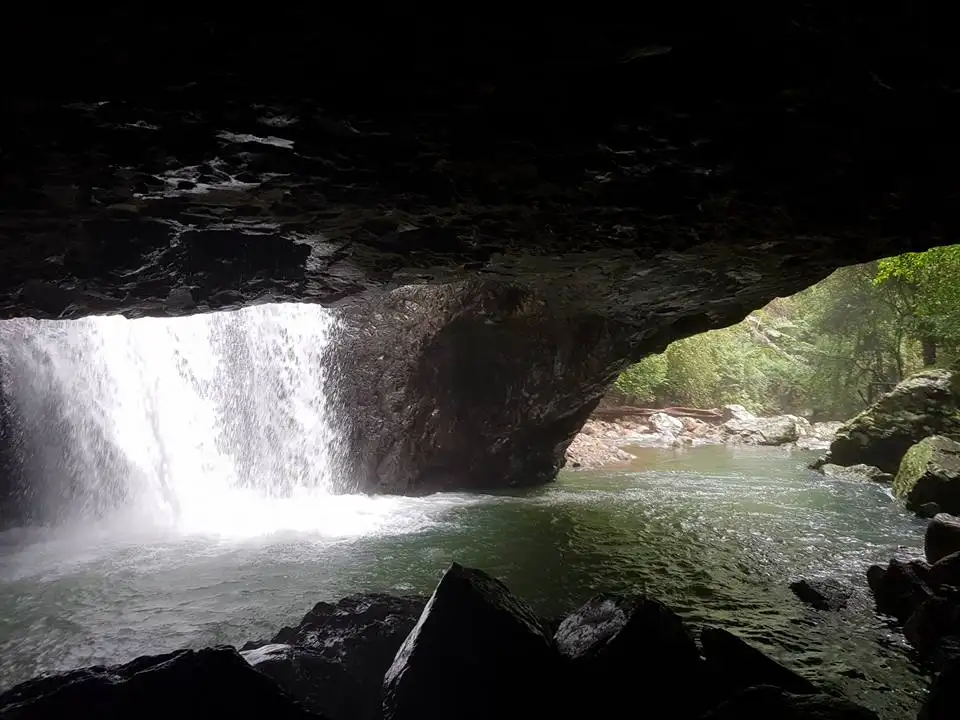 Springbrook National Park 1 Day Tour