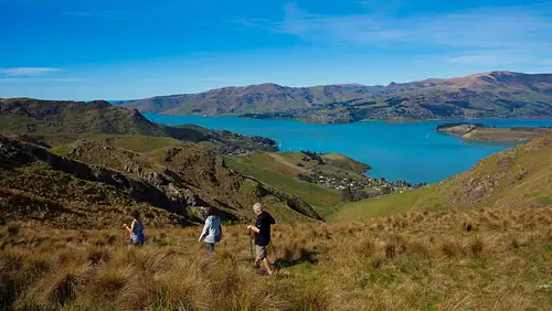 Christchurch Half-Day Guided Crater Rim Walk