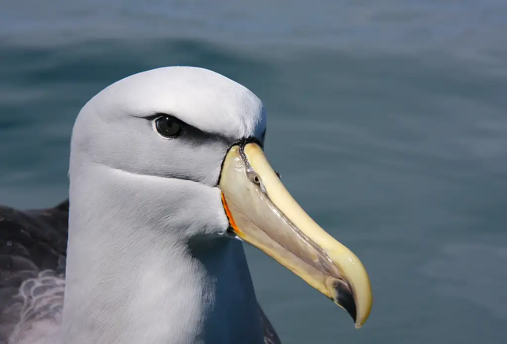 Kaikoura Albatross Encounter Cruise | South Island