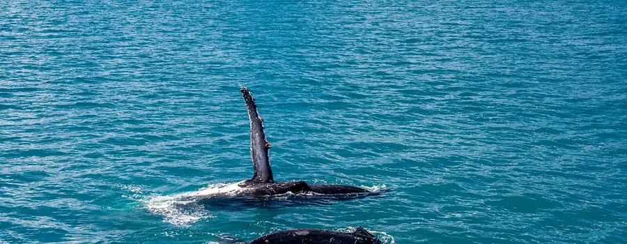 New South "Whales"