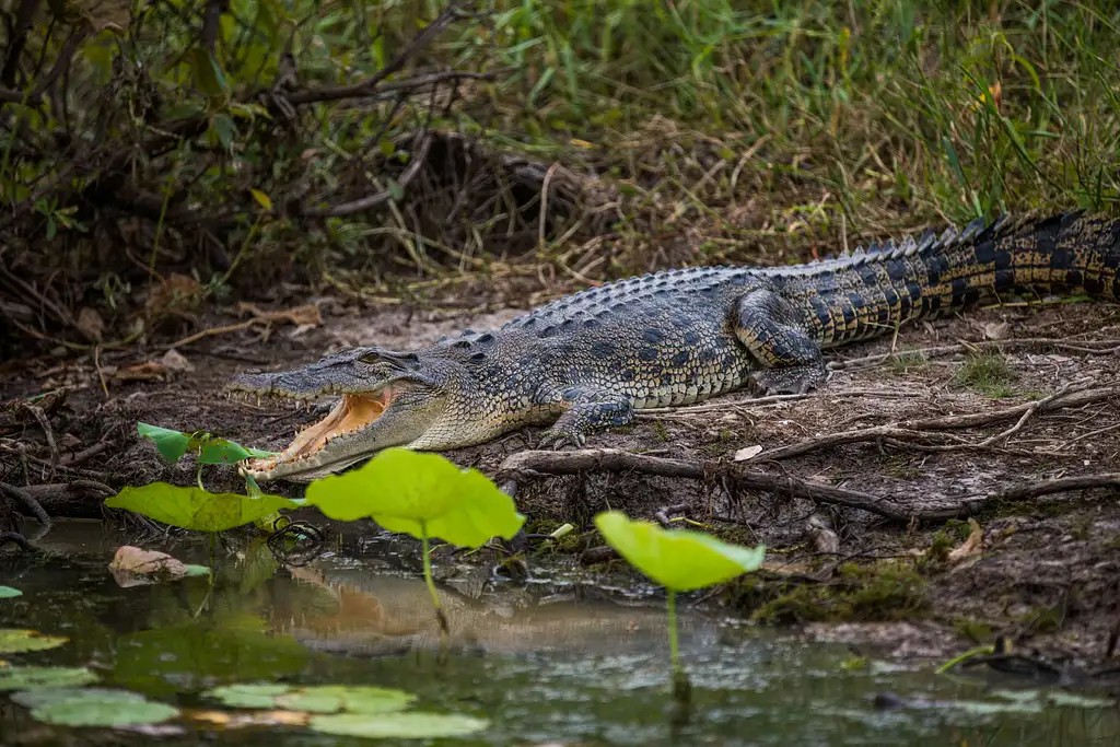 5 Day Top End & Arnhem Land Adventure | Darwin to Darwin
