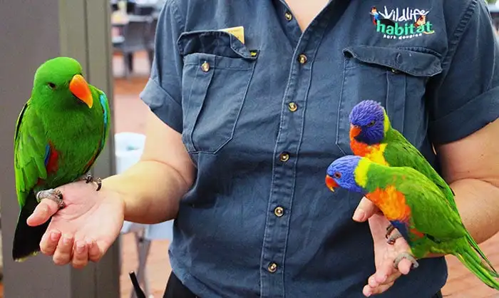 Wildlife Habitat Entry + Breakfast with the Birds | Port Douglas
