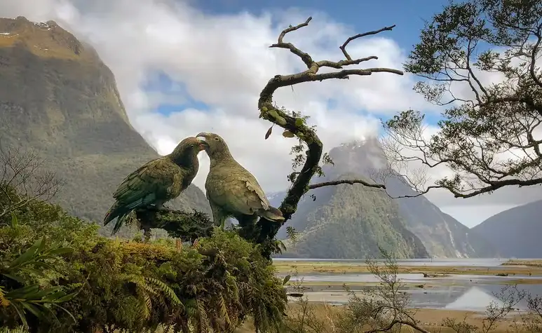 13 Day Backyard Beauties Tour | Ex Wellington | New Zealand Tour
