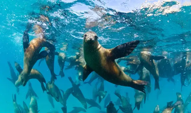 Southern Ocean Wildlife Adventure