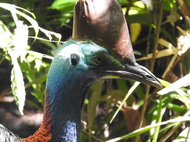 Cape Tribulation Tour (Ngana Kulkinga Dungay)- Full or Half Day Option