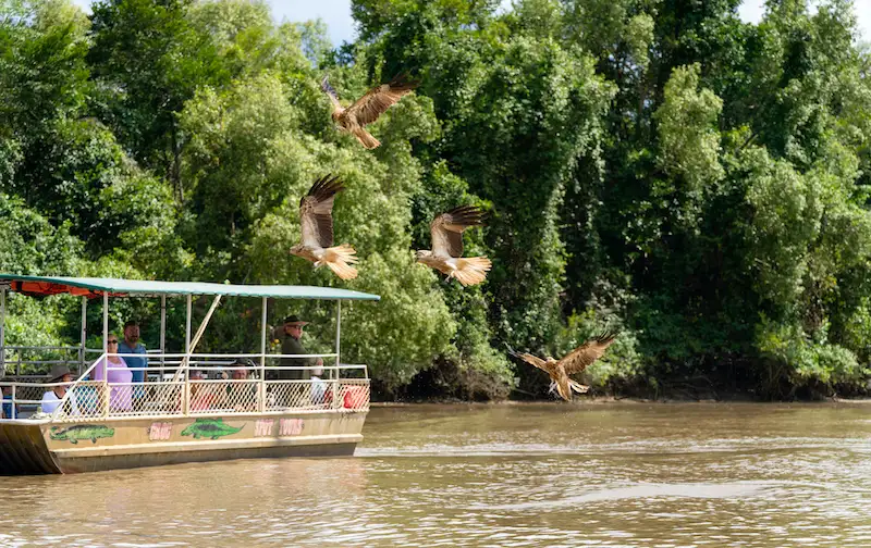 Jumping Crocodile Tour | From Darwin (BDTNT20DAY)