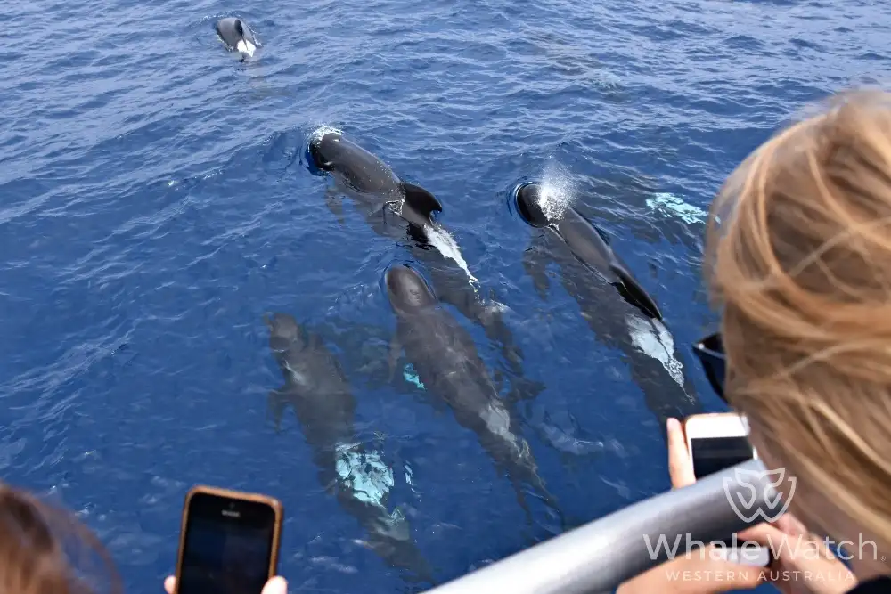 Bremer Bay Orca Experience | Bremer Bay Whale Watching