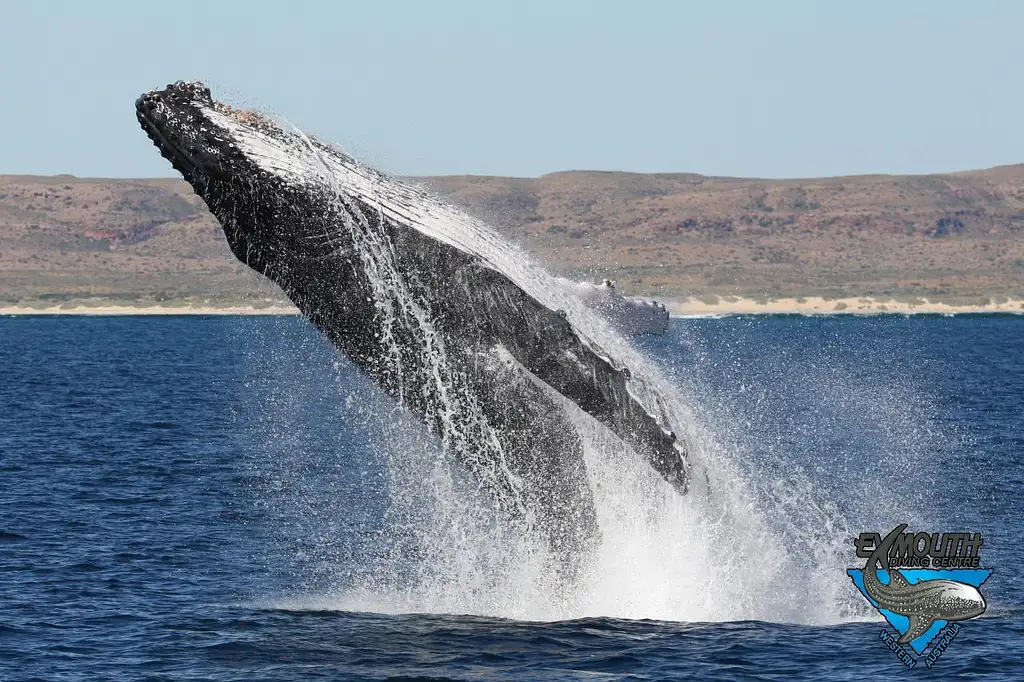 Deluxe Mega Fauna Humpback Whale Swim Tour | Ningaloo Reef | Departing Exmouth