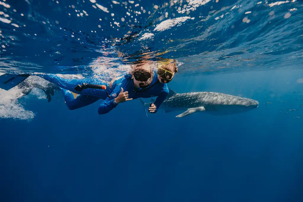 Swimming with Whale Sharks – March to August