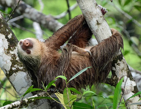 Manuel Antonio