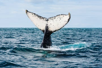 whale watching tours noosa