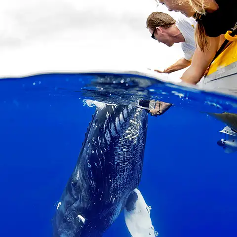 Maui Whale Watch Adventure Deals