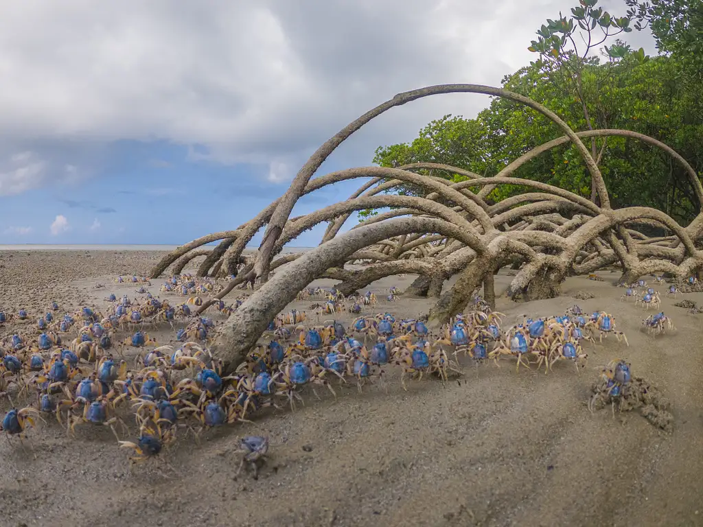 Full Day 4WD Cooktown And Daintree - Private Tour