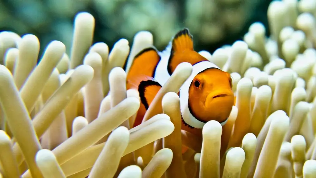 Half Day Snorkelling Great Barrier Reef From Cairns | Escape the Crowds!