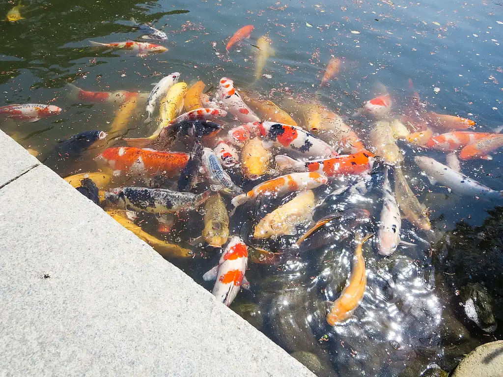 Hiroshima Castle Sightseeing Boat Tour