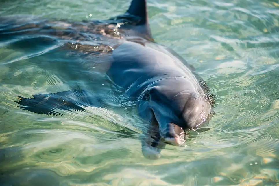 Monkey Mia Dolphin Spectacular Full Day Tour + Pink Lake Scenic Flight From Geraldton