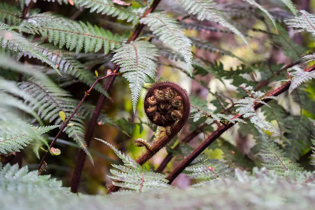 Lake Mapourika Cruise & Rainforest Walk