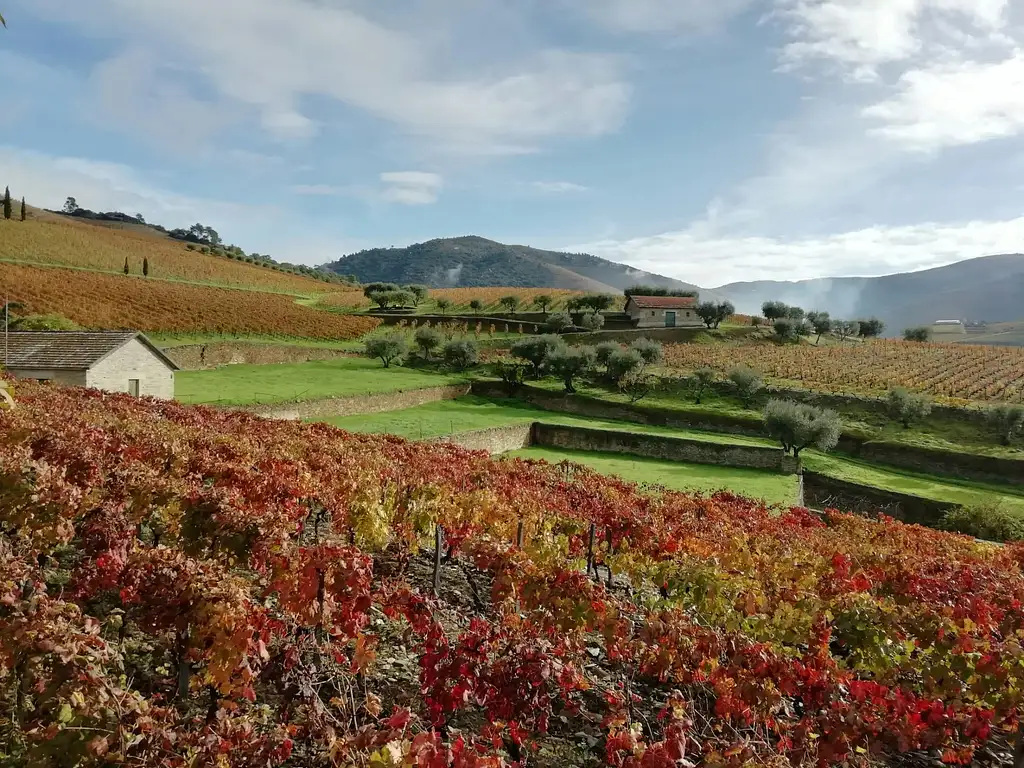 Douro Valley Tour | Wine tasting, Lunch and River Cruise