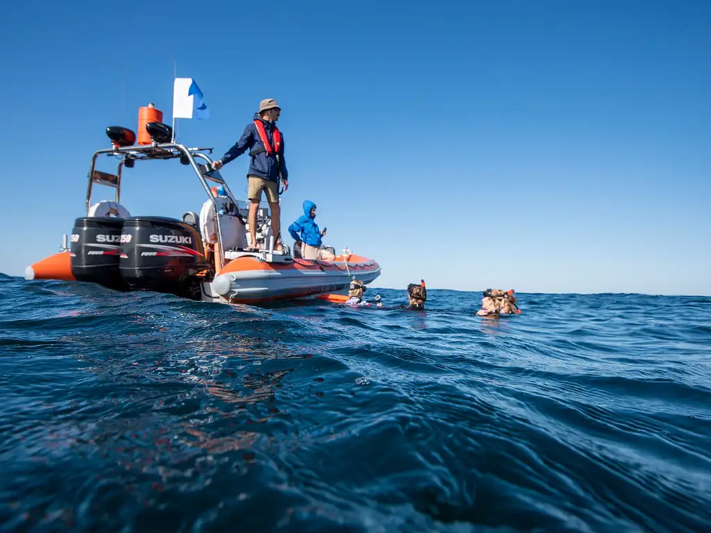 Swim with Turtles Gold Coast | Gold Coast Snorkel