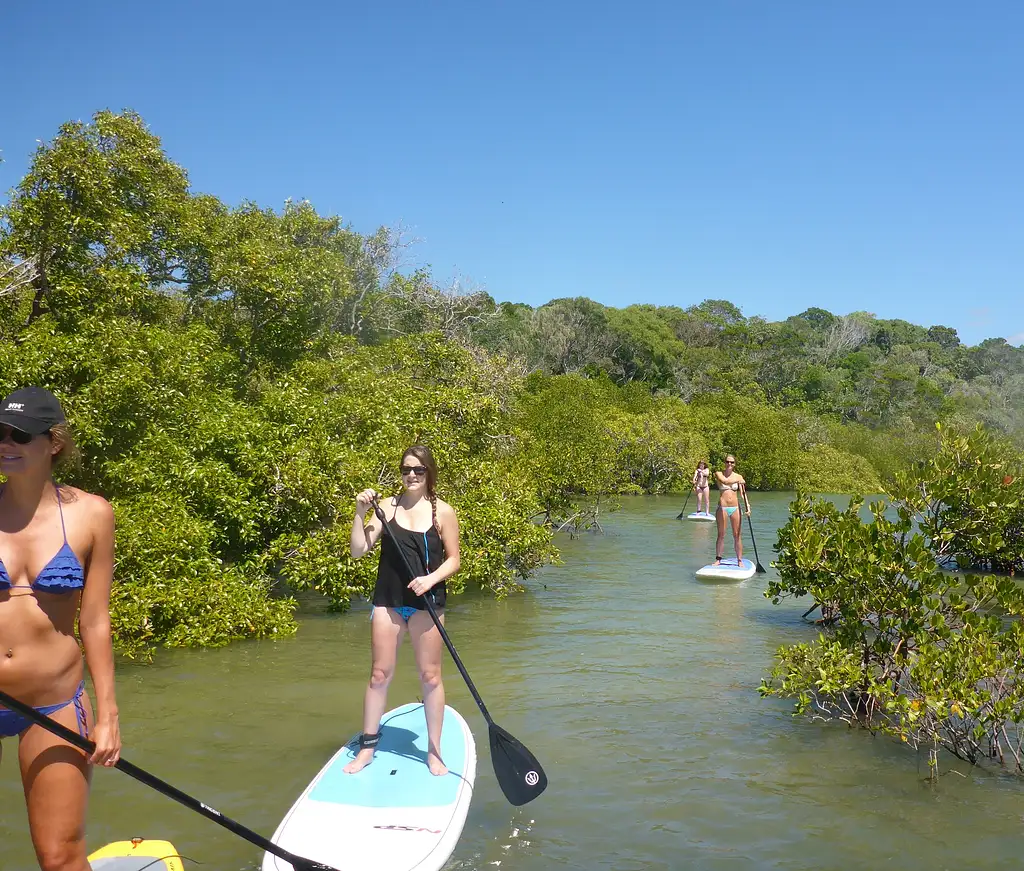 Noosa Stand Up Paddle & Mangrove Tunnel Tour