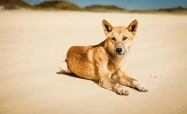 K'gari Fraser Island dingo