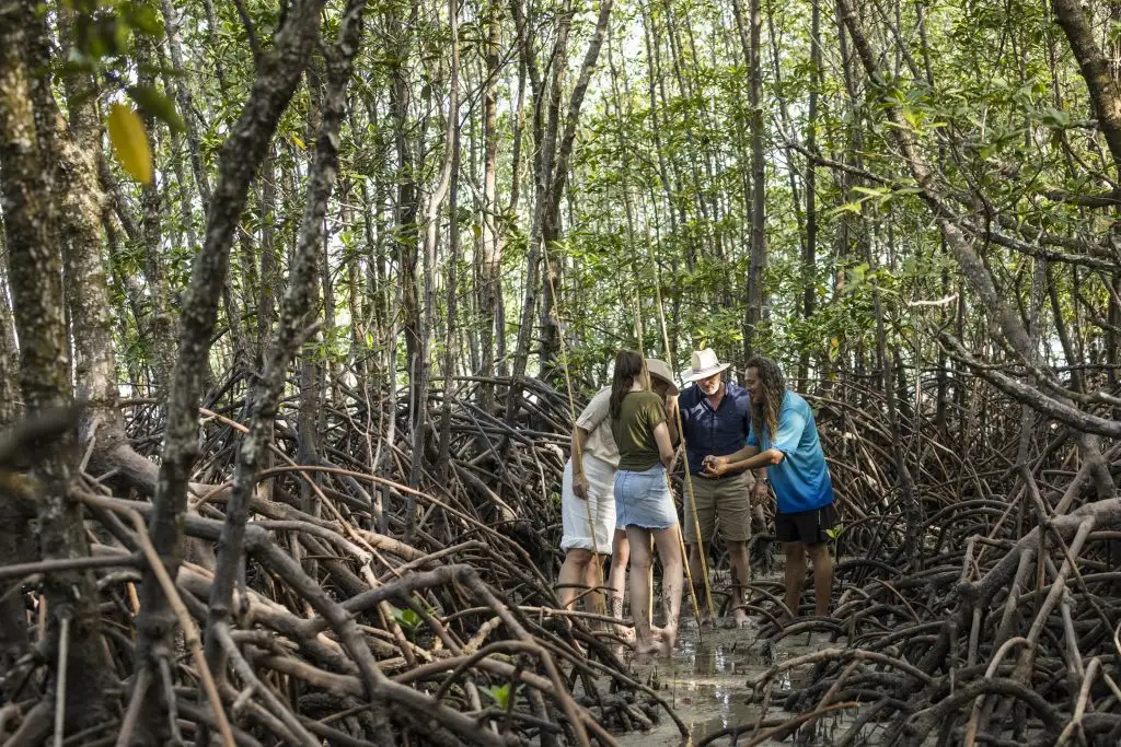 Daintree Dreaming Full Day Tour