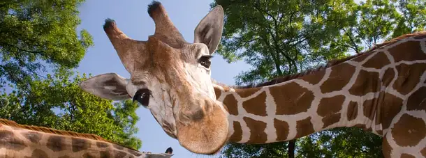 Zoos and Wildlife Sanctuaries