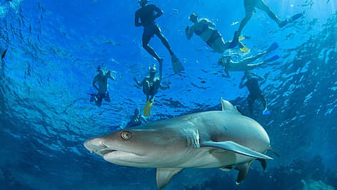 Ultimate Encounters Snorkel with Sharks