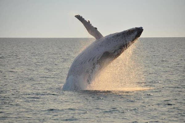 whale watching and sunset cruises broome